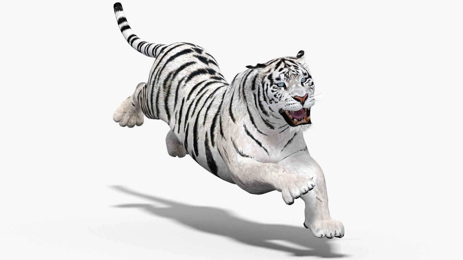 Animated White Tiger 3D Model