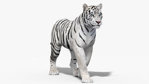 Animated white tiger 3D model standing pose for download Thumbnail