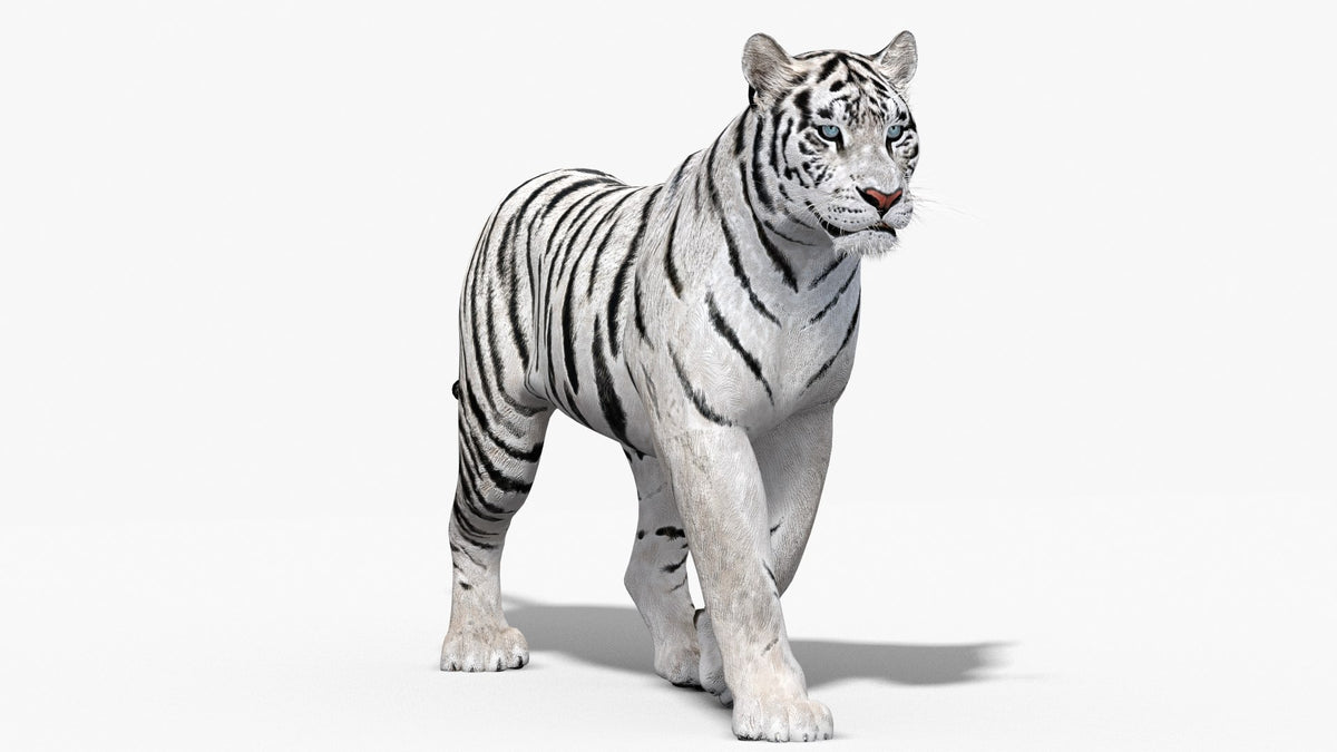 Animated white tiger 3D model standing pose for download