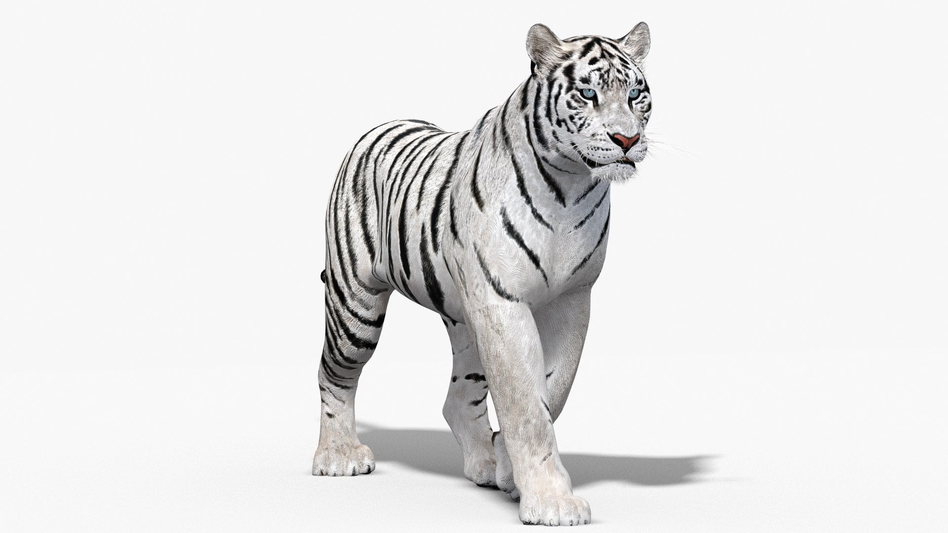 Animated White Tiger 3D Model