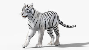 Animated White Tiger 3D Model Thumbnail