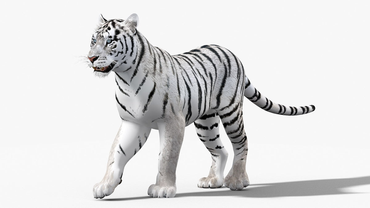 Animated White Tiger 3D Model