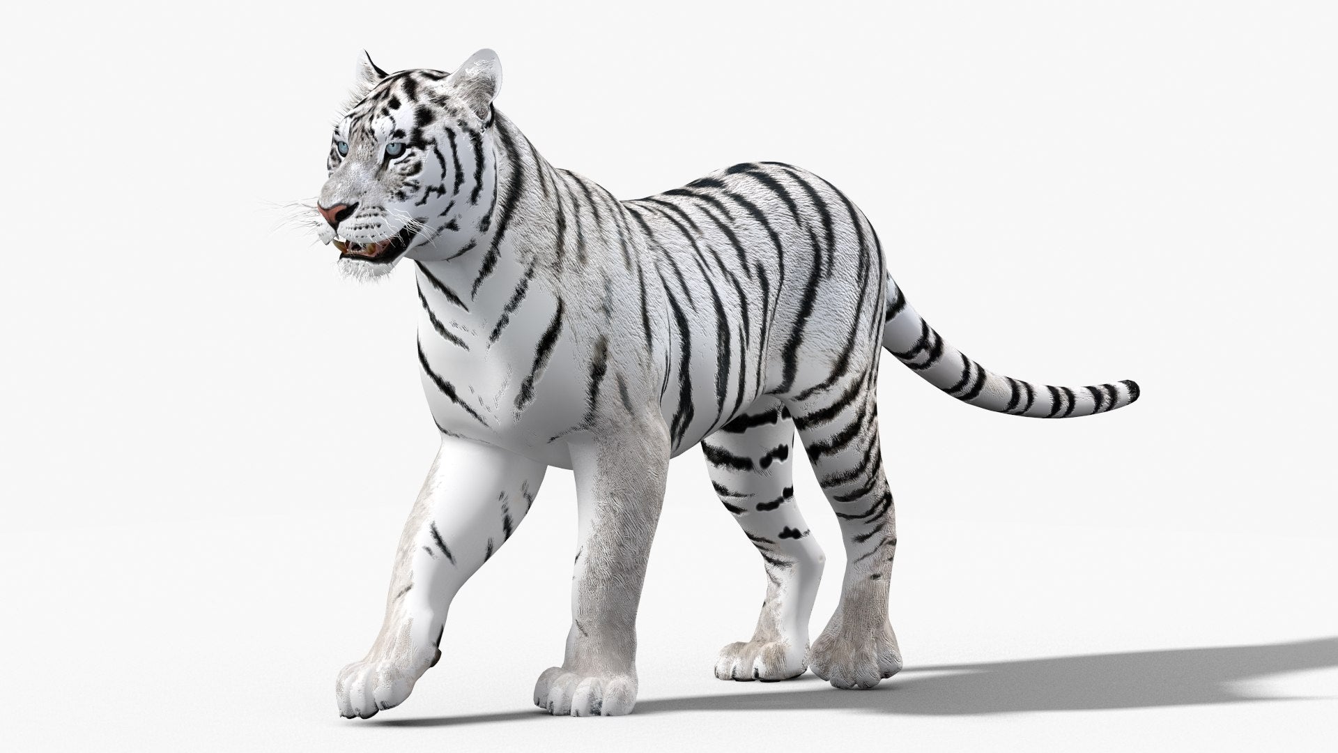 Animated White Tiger 3D Model