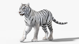 Animated White Tiger 3D Model Thumbnail