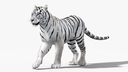 White Tiger 3D Model Animated