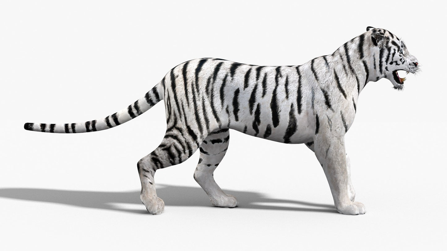 White Tiger 3D Model Animated