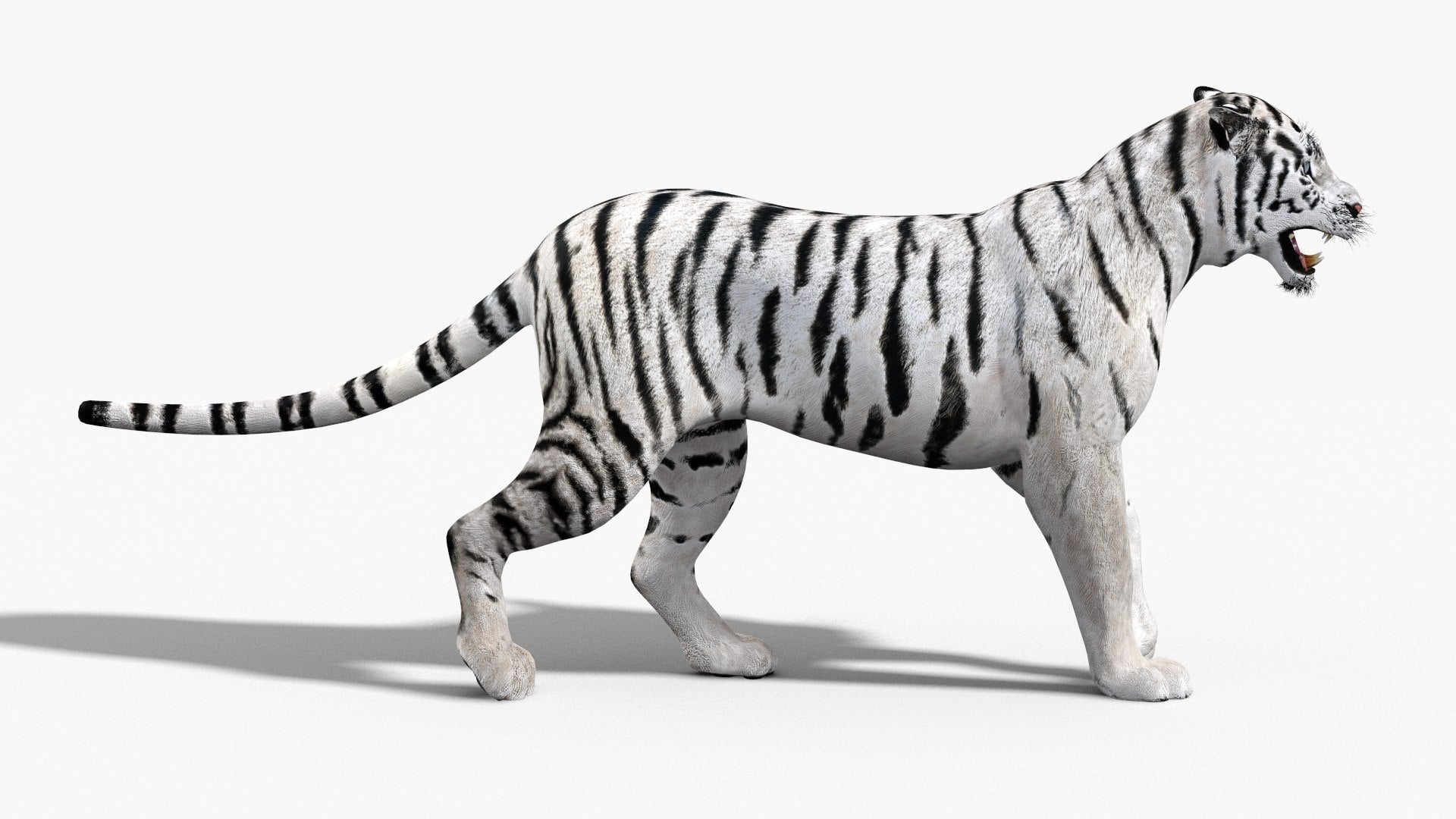 White Tiger 3D Model Animated 