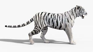 White Tiger 3D Model Animated  Thumbnail