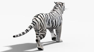 White Tiger 3D Model with Animations  Thumbnail