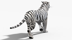 White Tiger 3D Model with Animations  Thumbnail