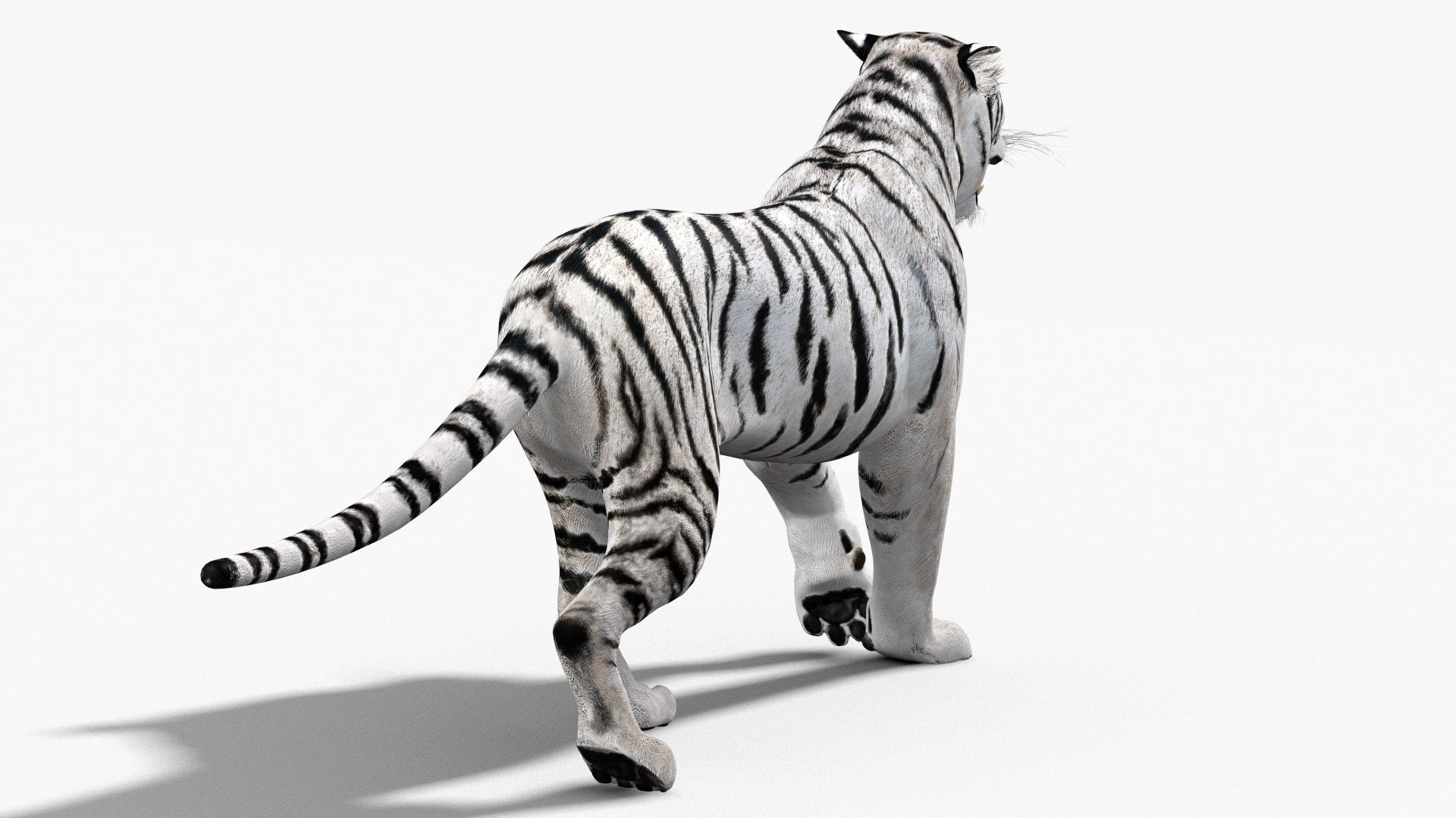 White Tiger 3D Model with Animations 