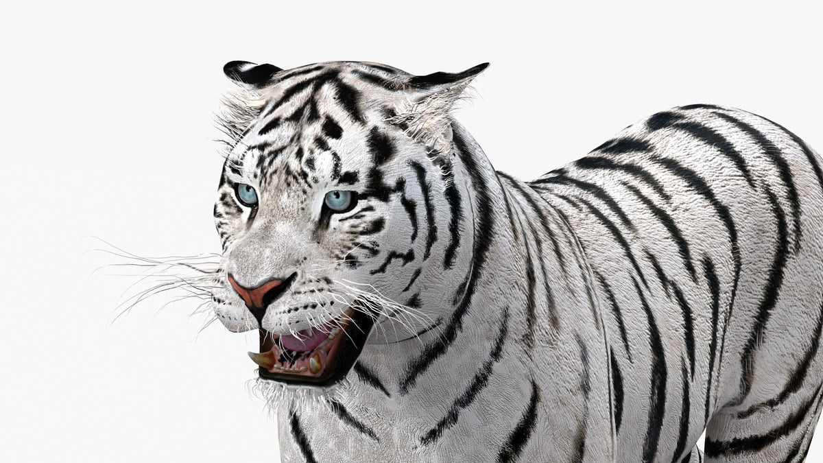 Animated white tiger 3D model head close-up, face detail