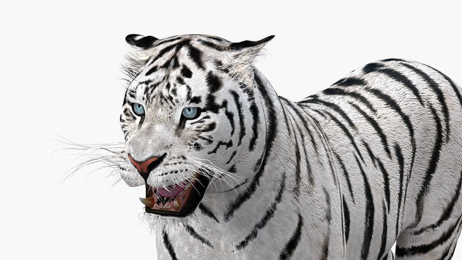 Animated white tiger 3D model - head close up view