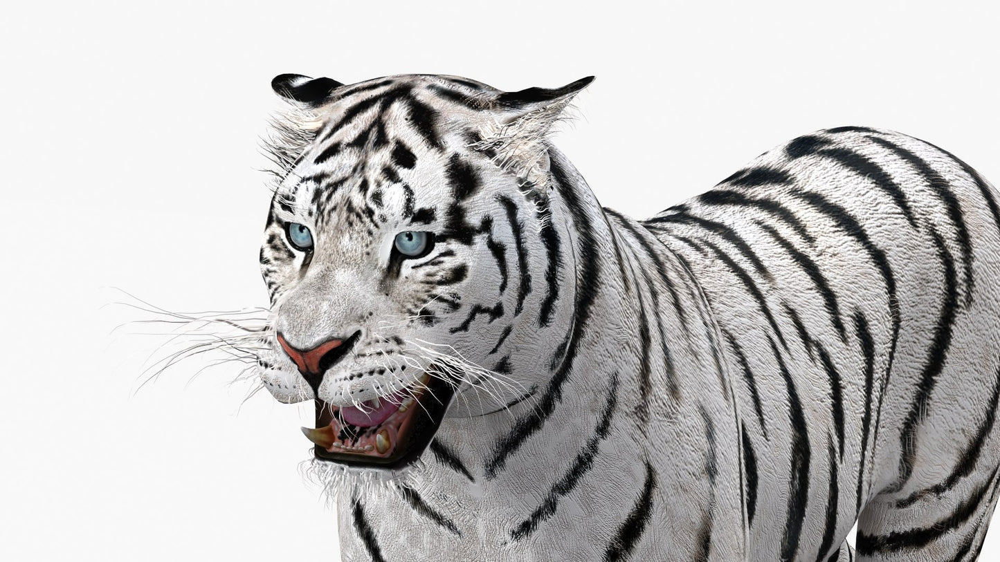 White Tiger 3D Model Animated