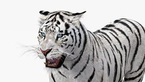Animated white tiger 3D model - head close up view Thumbnail