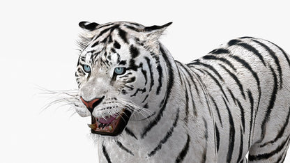 White Tiger 3D Model Animated