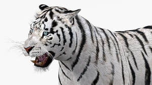 Animated white tiger 3D model - head close up view Thumbnail