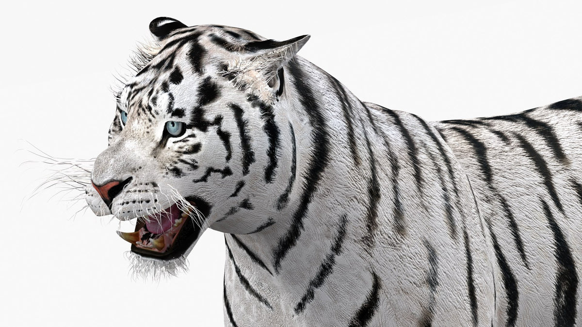 White tiger 3D model head close-up, eye and whisker detail
