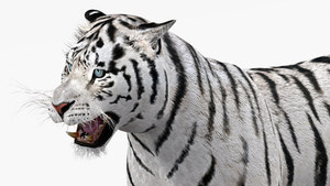 Animated white tiger 3D model - head close up view Thumbnail