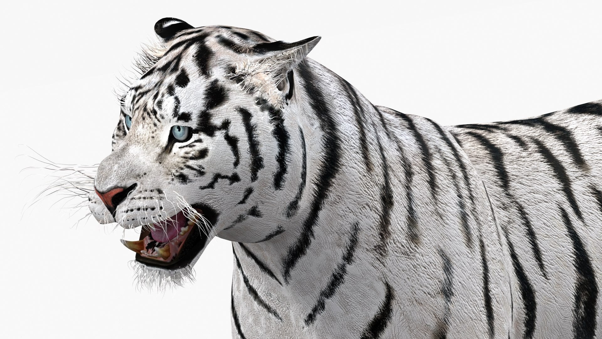 Animated white tiger 3D model - head close up view