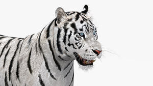 Animated white tiger 3D model - head close up view Thumbnail