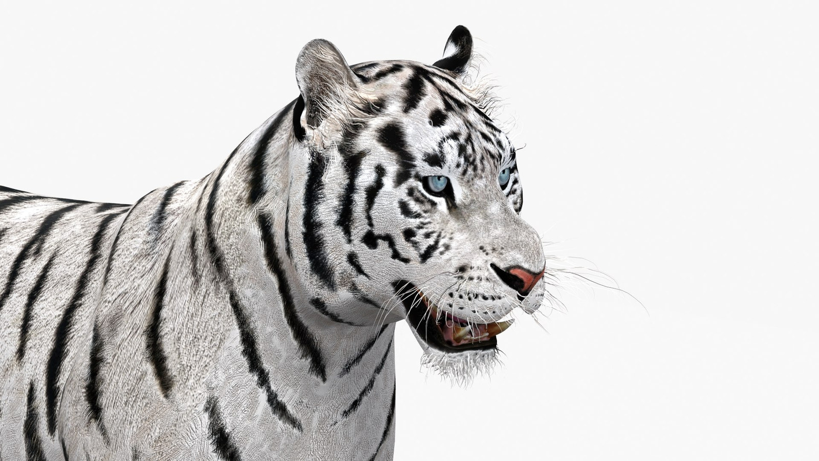 Animated white tiger 3D model - head close up view