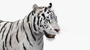Animated white tiger 3D model - head close up view Thumbnail