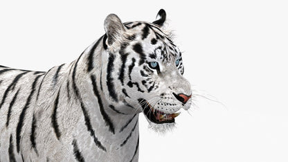 White Tiger 3D Model Animated