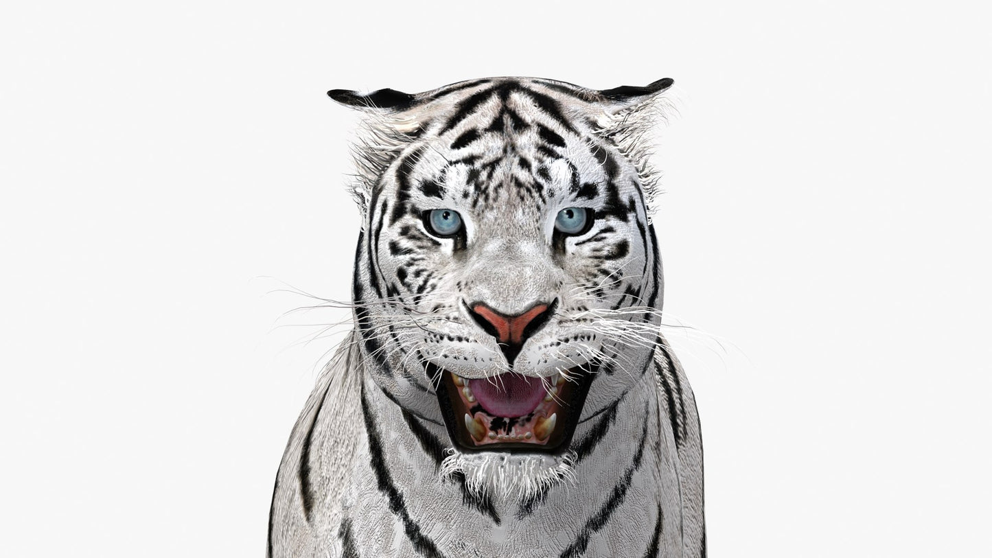White Tiger 3D Model Animated