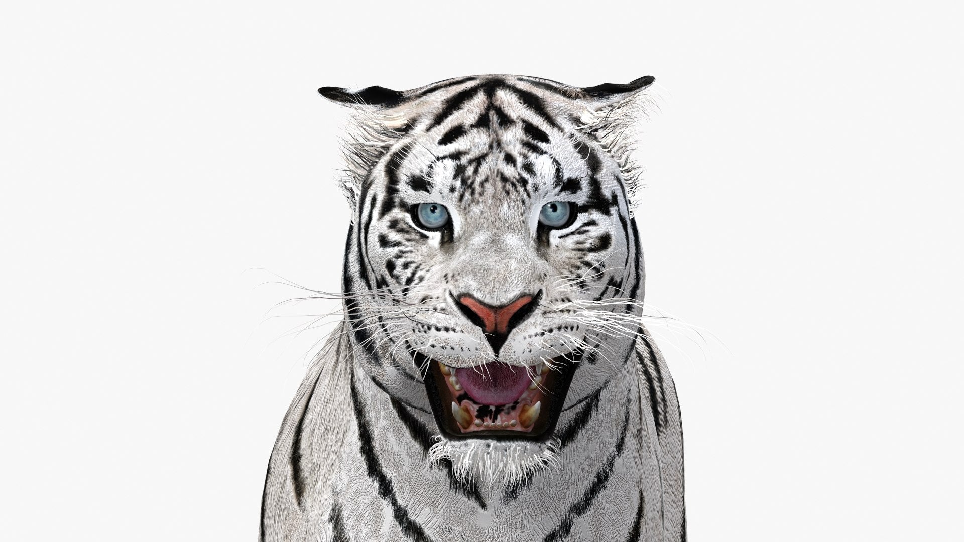 Animated white tiger 3D model - head close up view