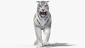 Animated White Tiger 3D Model for Download Thumbnail