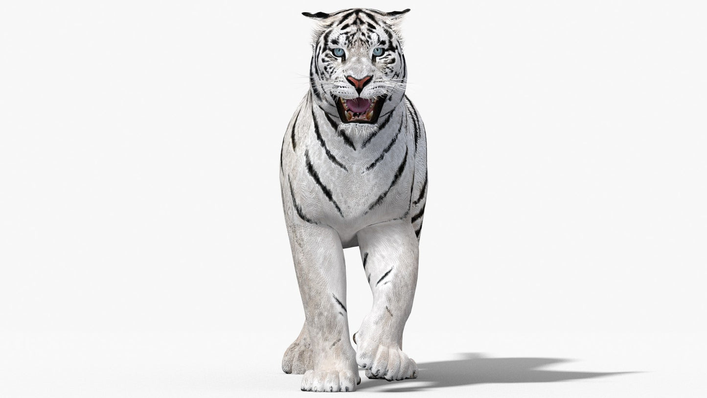 Animated White Tiger 3D Model for Download
