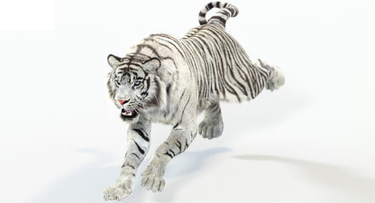 Animated White Tiger 3D Model with Fur