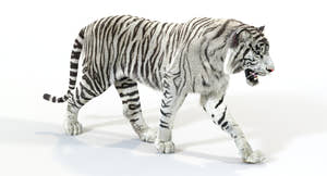 Animated White Tiger 3D Model with Fur Thumbnail