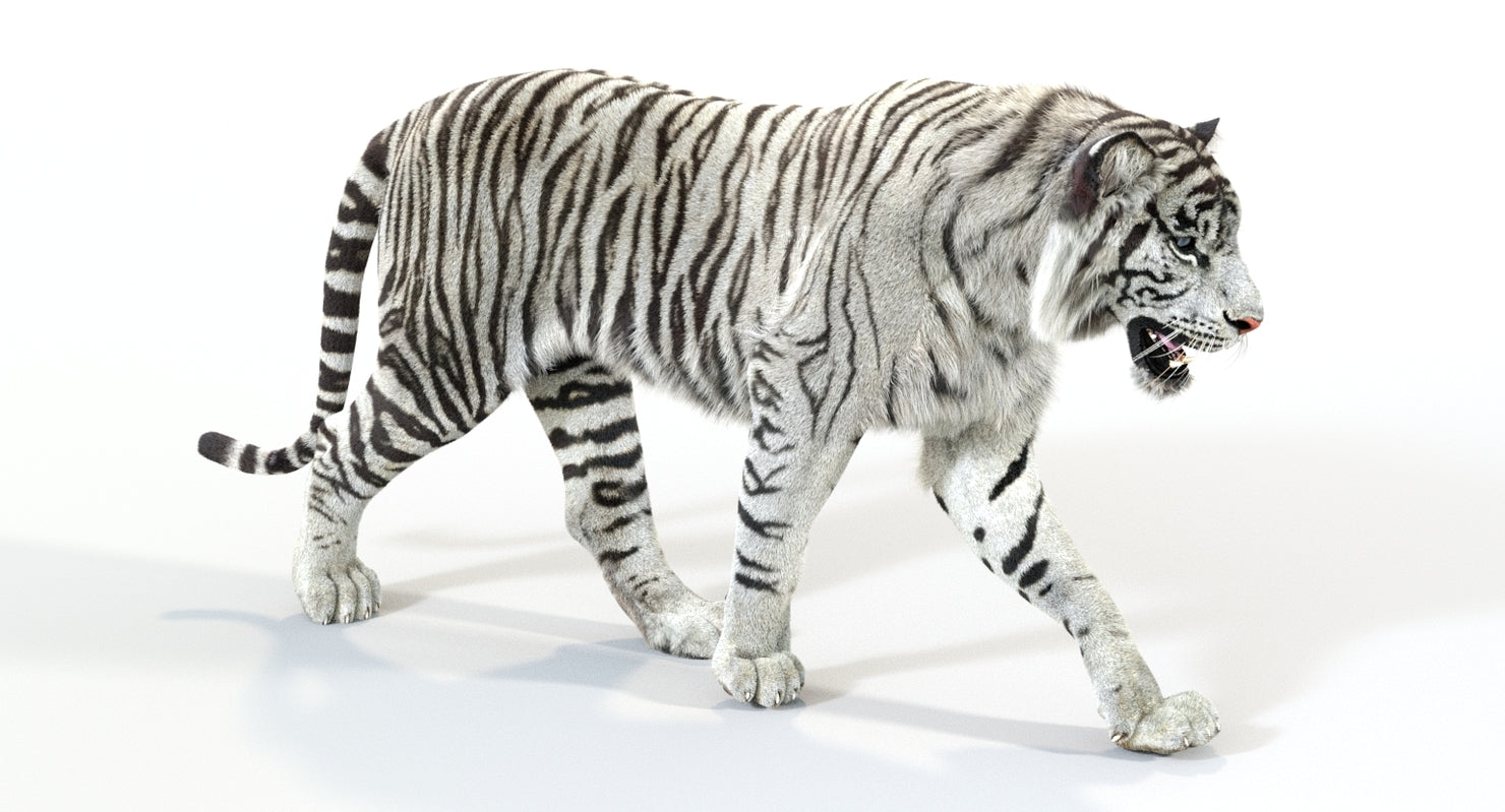 Animated White Tiger 3D Model with Fur