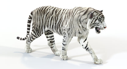 Animated White Tiger 3D Model with Fur