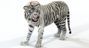 Animated White Tiger 3D Model with Fur Thumbnail