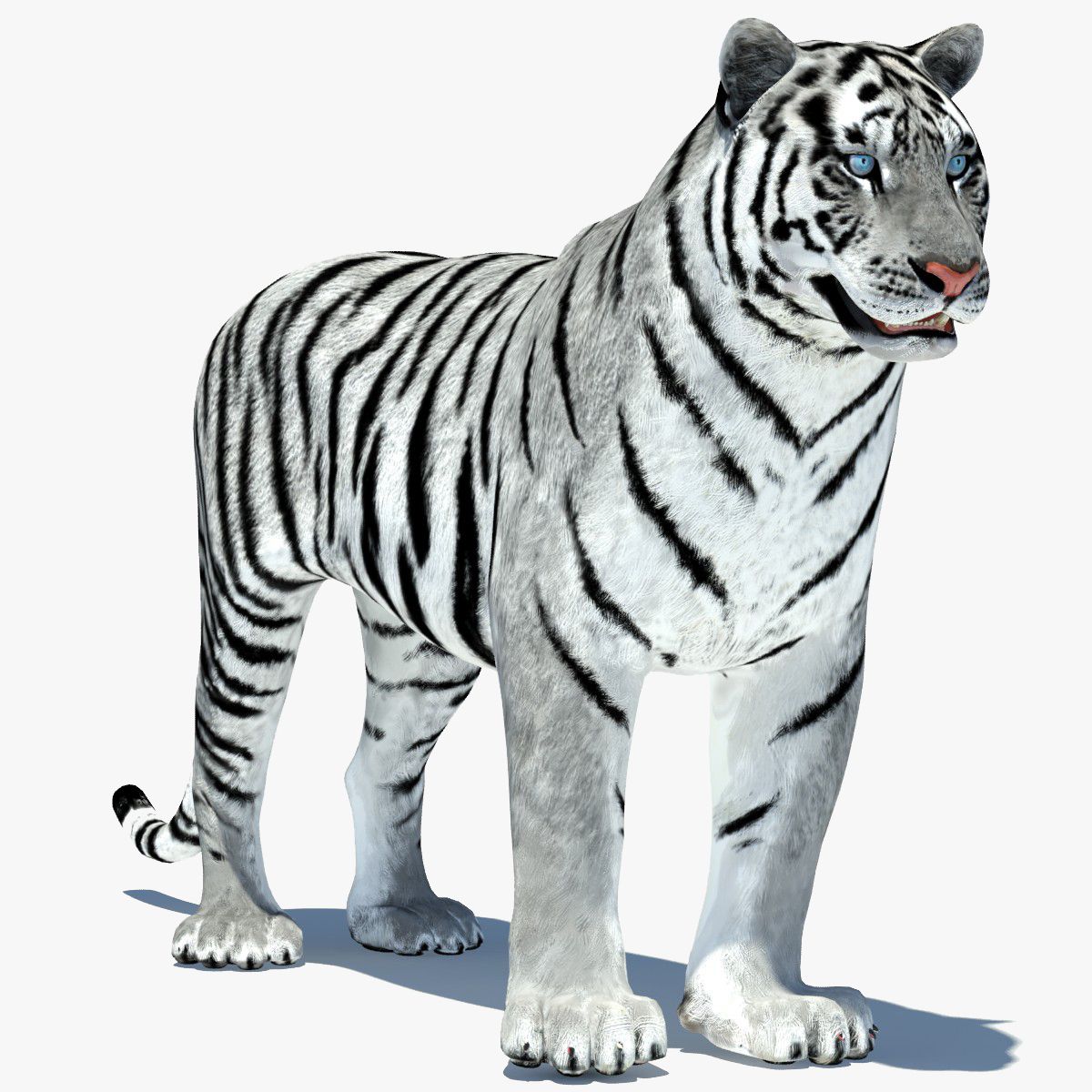 Animated White Tiger Amur 3D Model