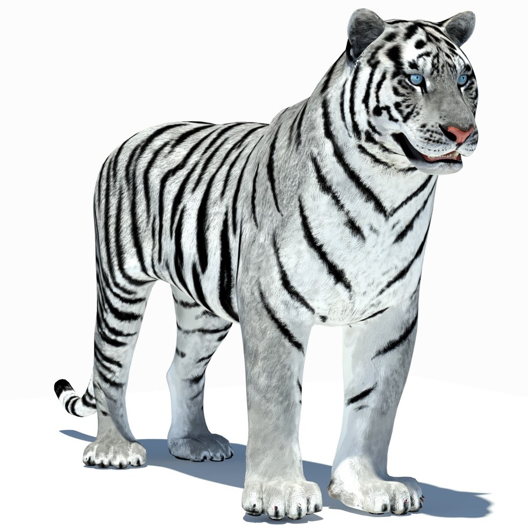 Animated White Tiger Amur 3D Model