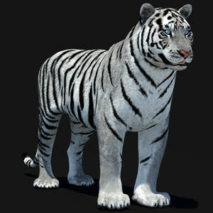Animated White Tiger Amur 3D Model Thumbnail