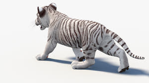 Animated White Tiger Cub 3D Model - Game-Ready Thumbnail