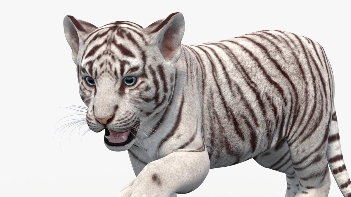 Animated White Tiger Cub 3D Model - Game-Ready