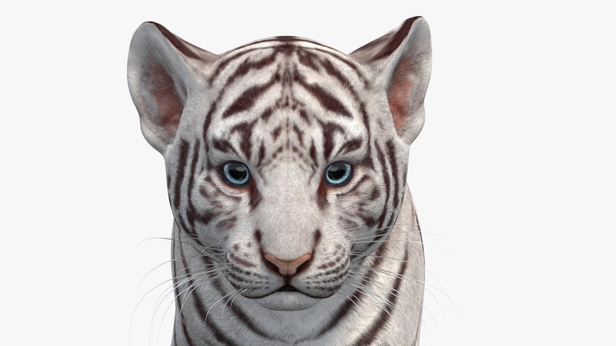 Animated White Tiger Cub 3D Model - Game-Ready