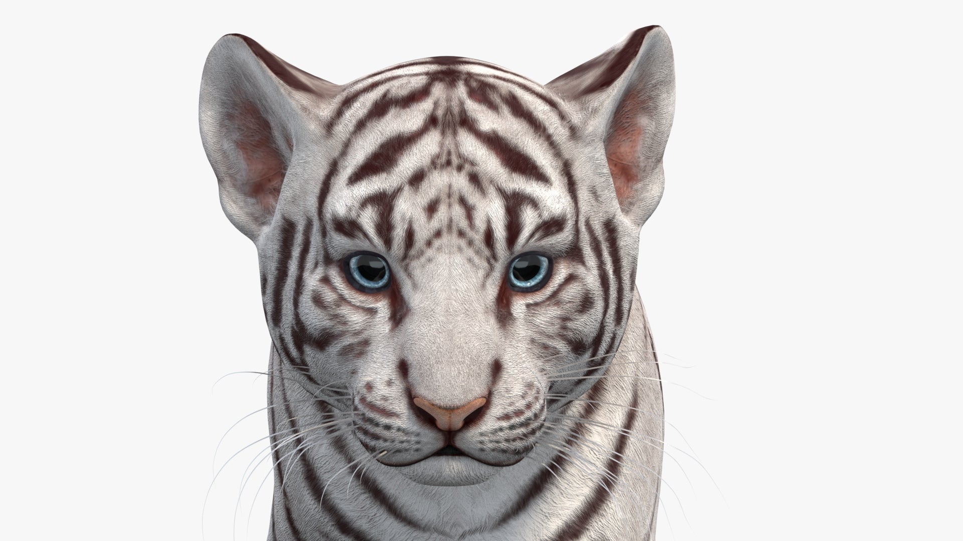 Animated White Tiger Cub 3D Model