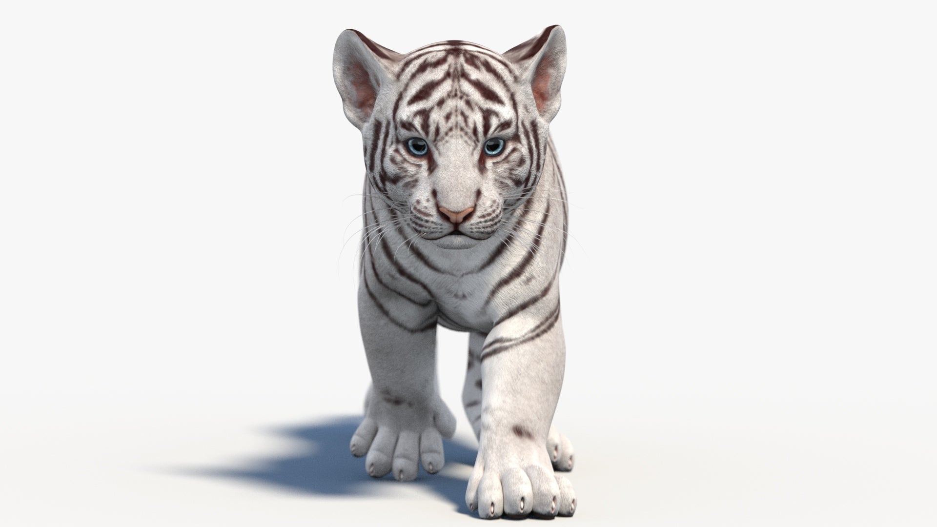 Animated White Tiger Cub 3D Model