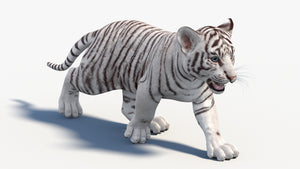 White tiger cub on a white background Thumbnail