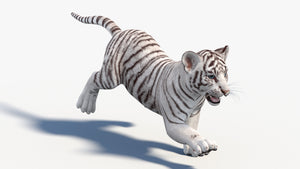 White tiger cub running on a white background Thumbnail