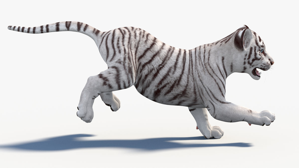 Animated White Tiger Cub 3D Model Running