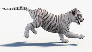 Animated White Tiger Cub 3D Model Running Thumbnail