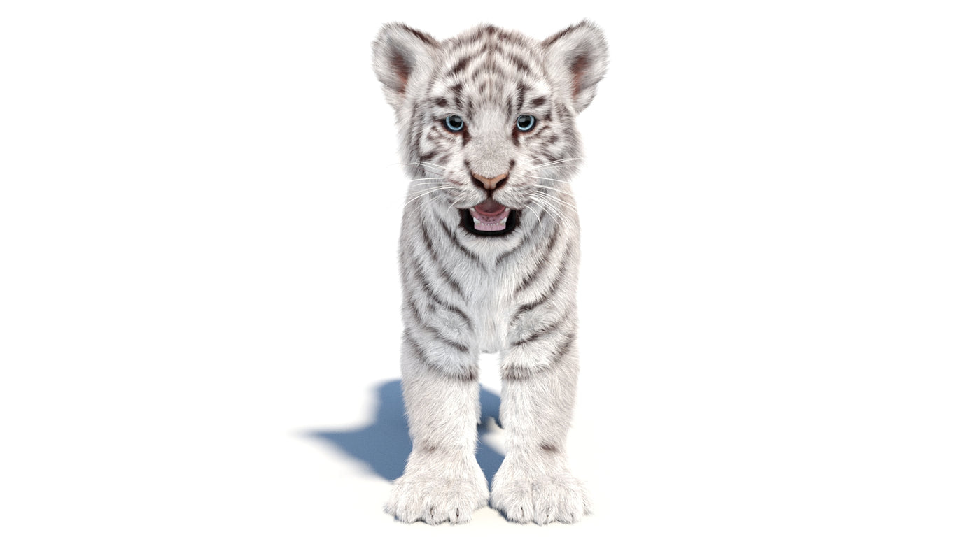 Rigged White Tiger Cub 3D Model Fur - 360 Degree View
